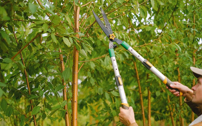 Tree trimming in Wilton, ND