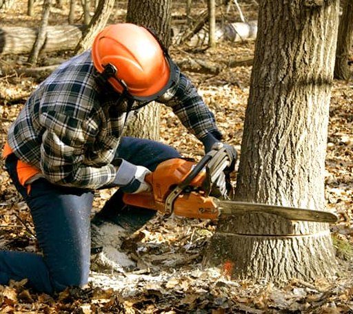 Tree Removal in Wilton, ND